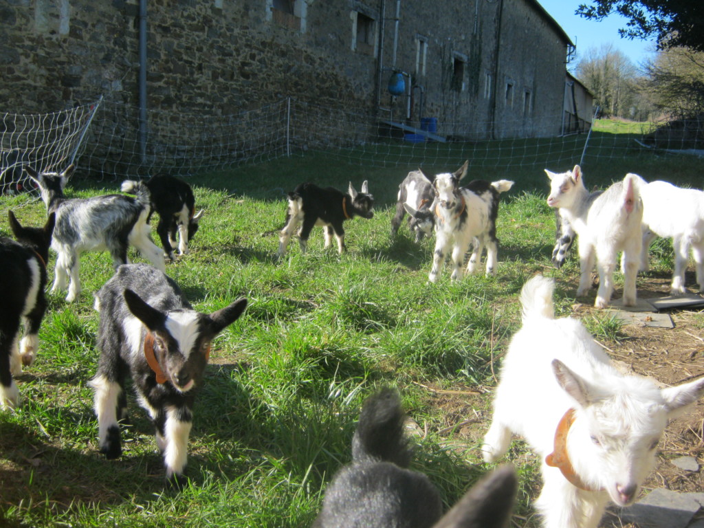 FLORIANE FAVROT Fromage De Chevre En Mayenne 53 IMG 1612
